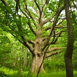 Oak, American white